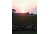Dusk over the Cotton Field